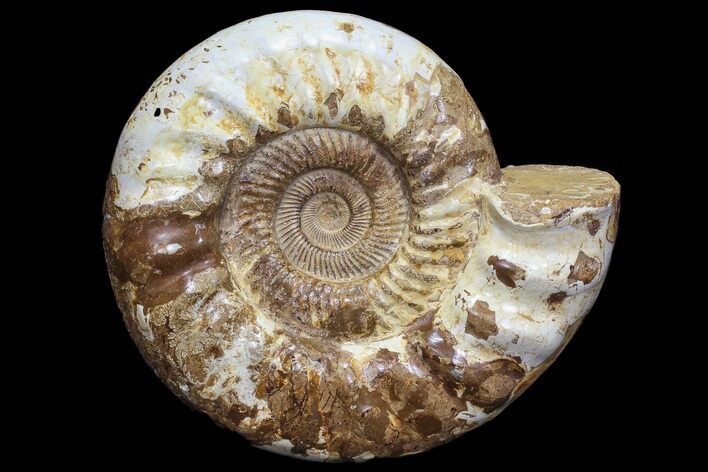 Jurassic Ammonite Fossil - Madagascar #77651